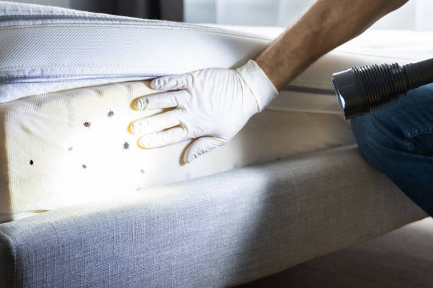 Best Cockroach Control Services  in Cave Springs, AR