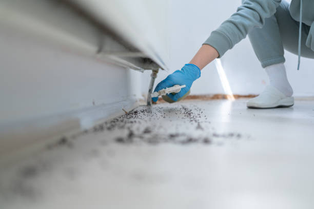 Best Pest Removal Services  in Cave Springs, AR