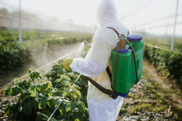 Best Mosquito Control Services  in Cave Springs, AR